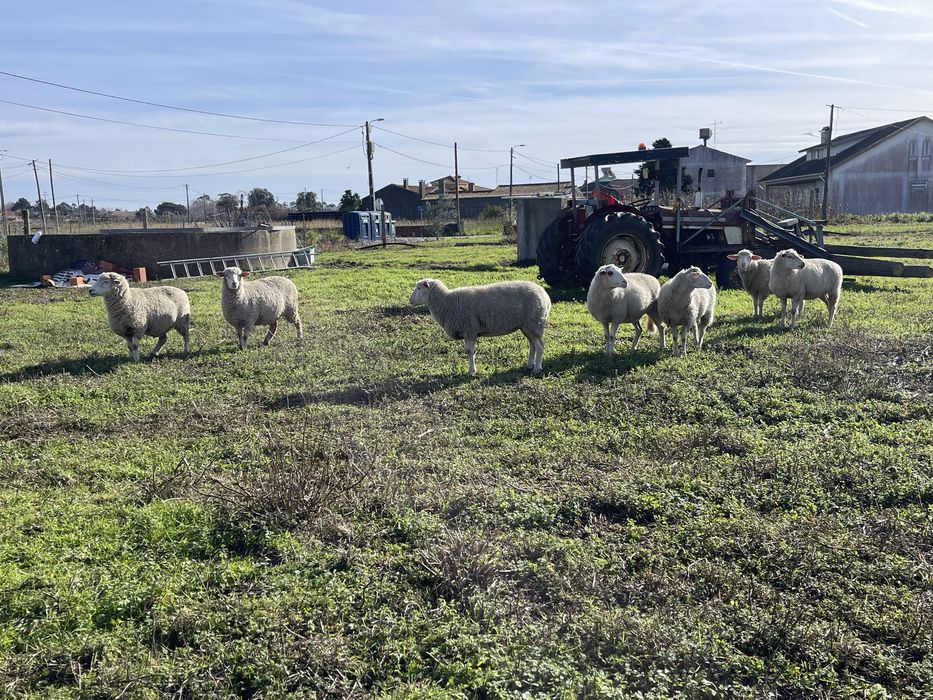 Ovelhas criadas a campo