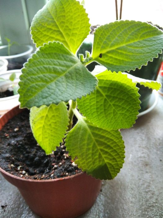 продаю комнатную мяту,плектрантус