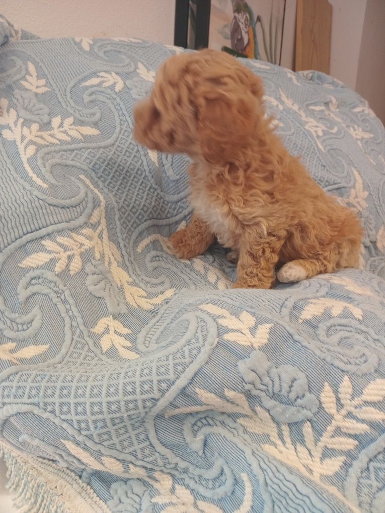 Excelente machoCaniche Toy