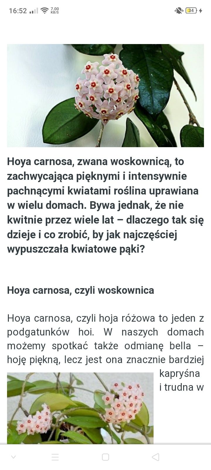 Hoya carnosa kwiat doniczkowy, amarylis, sensewieria, aloes