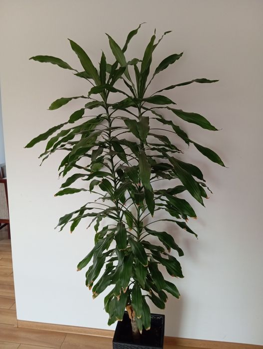 Sprzedam kwiatek dracena wonna