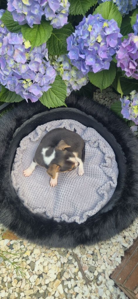 Piękny chłopczyk chihuahua krótkowłosy