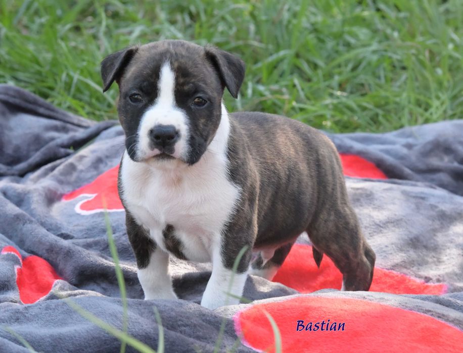 Amstaff uroczy, najwyższej jakości