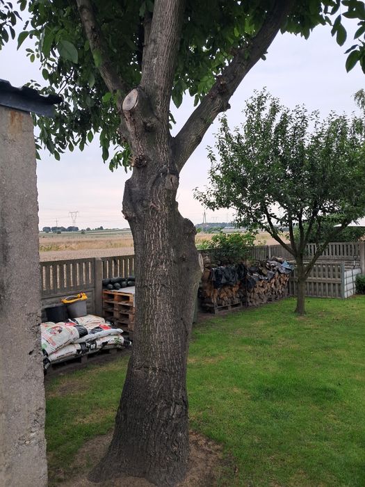 Drzewo orzecha włoskiego