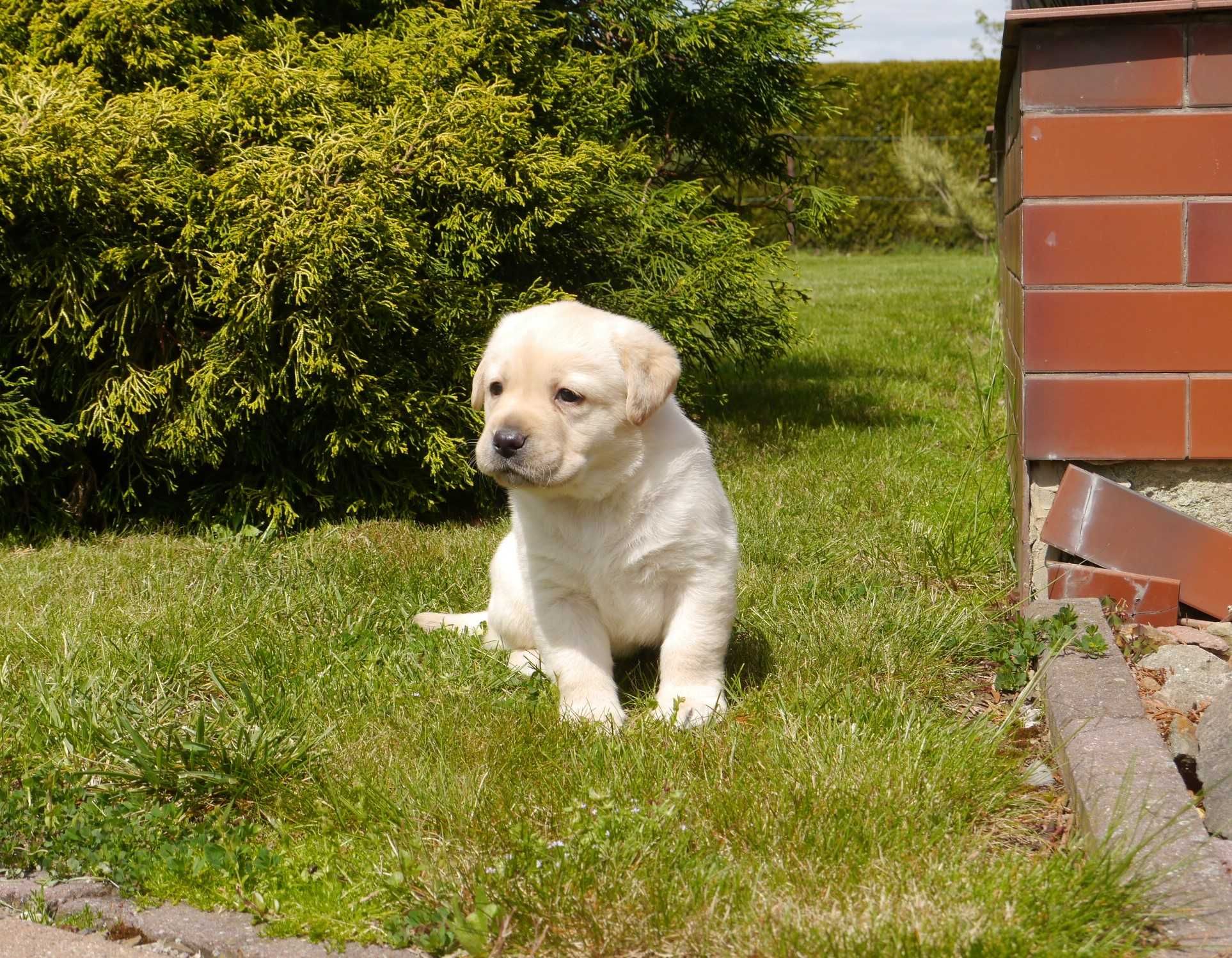 Labrador retriever - Biszkoptowy chłopiec z rodowodem [FCI]