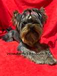 York, Yorkshire terrier FCI ZKwP