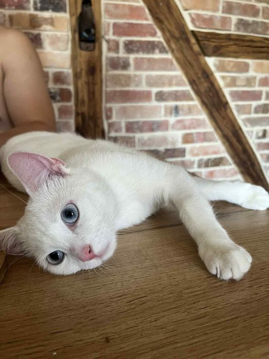 Piękna Aurora szuka domu