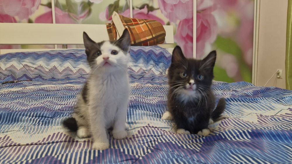 Віддам котика в добрі руки