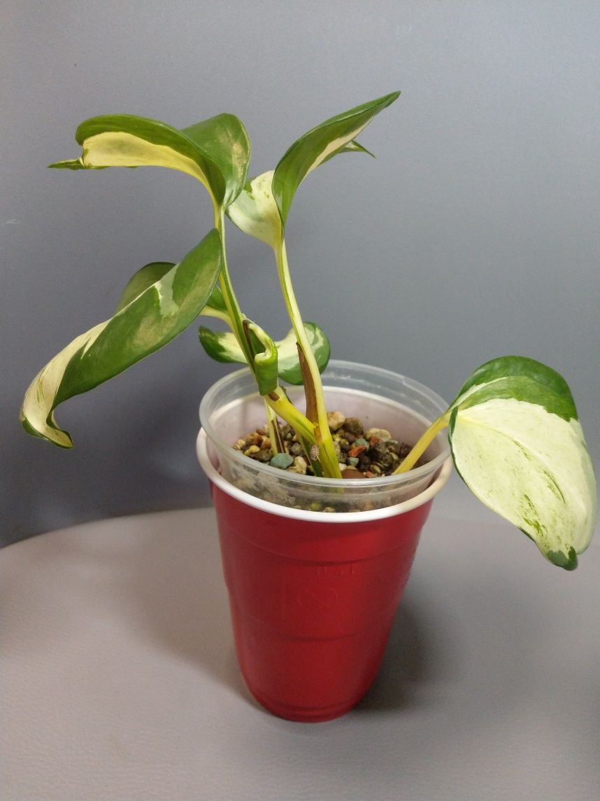 Epipremnum happy leaf