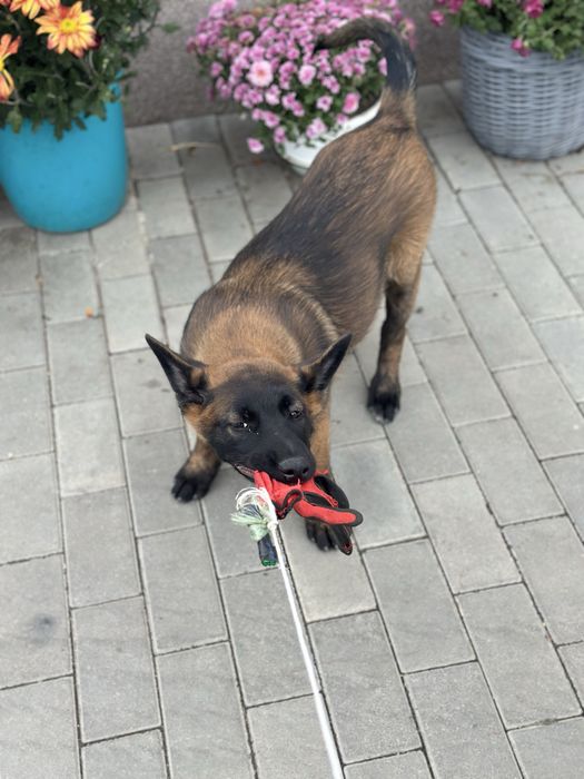 Пропоную дівчинку малінуа