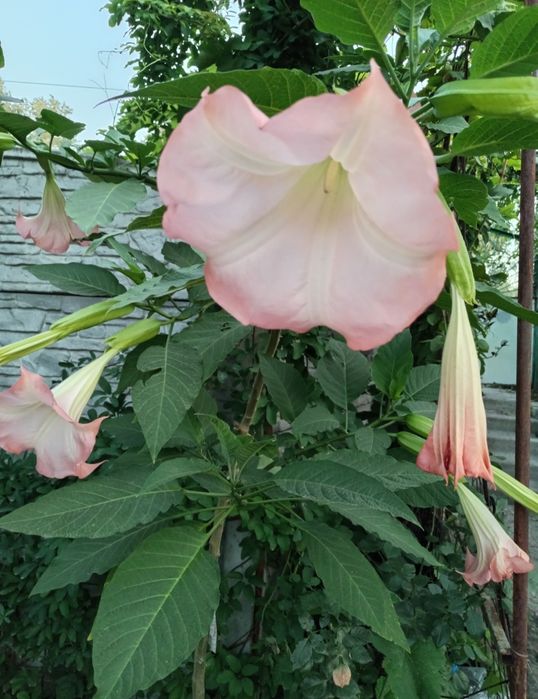 Продам бругмансiя - рожева