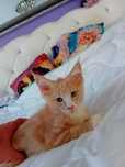 Kocurek rasy Maine Coon