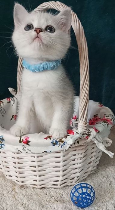 Котенок : Милый котошиншилленок.