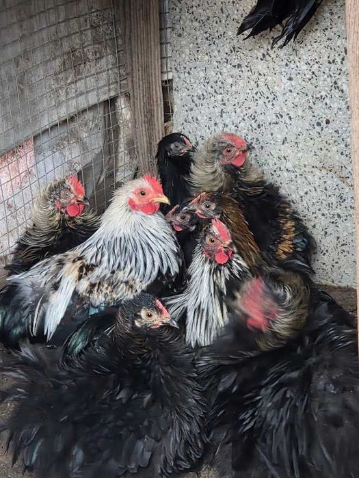 Kochiny miniaturowe młode KOGUTY