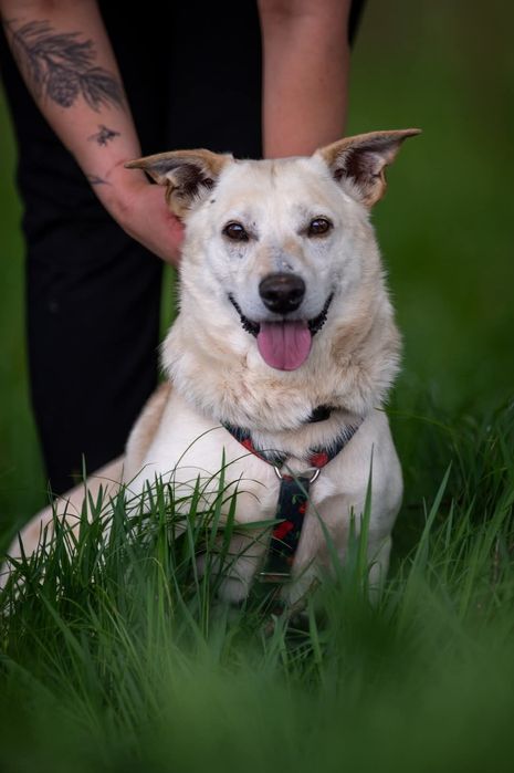 Beżowy piesek o posturze jamnika szuka domu