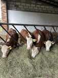 Sprzedam jałówki hereford