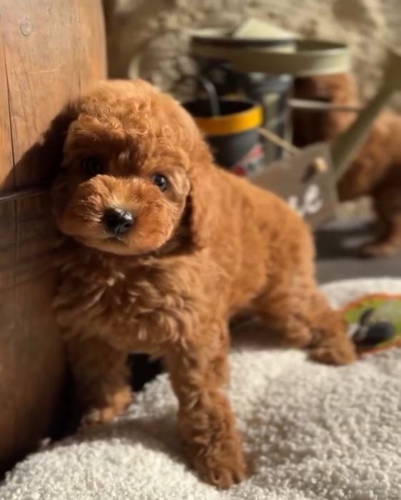 Той   пудель хлопчик !