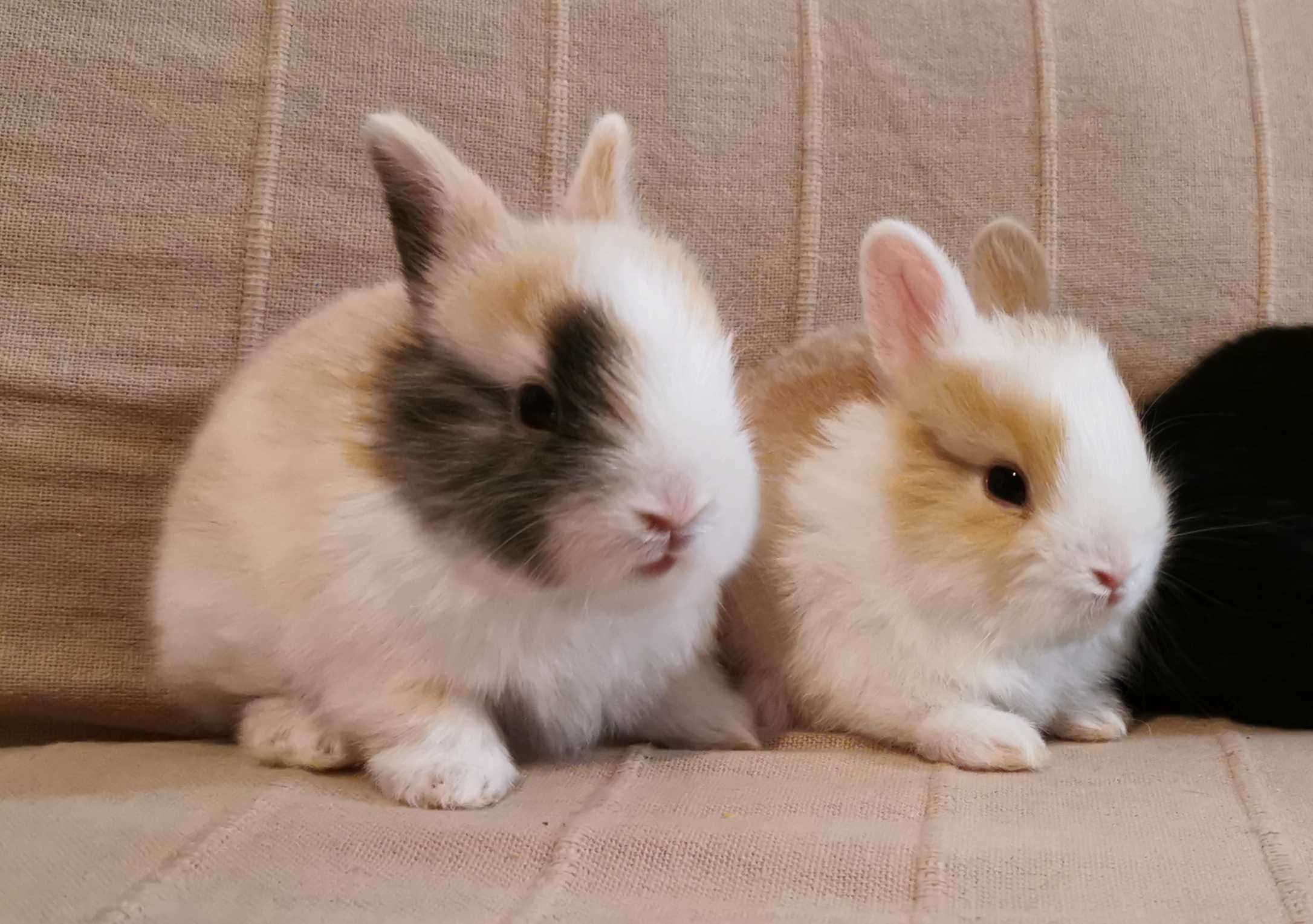 KIT Coelhos anões minitoy e teddy adoráveis