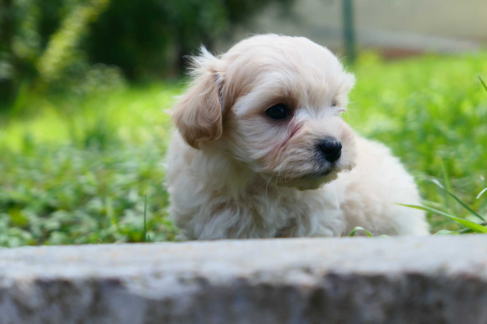 Maltipoo - Piesek F1