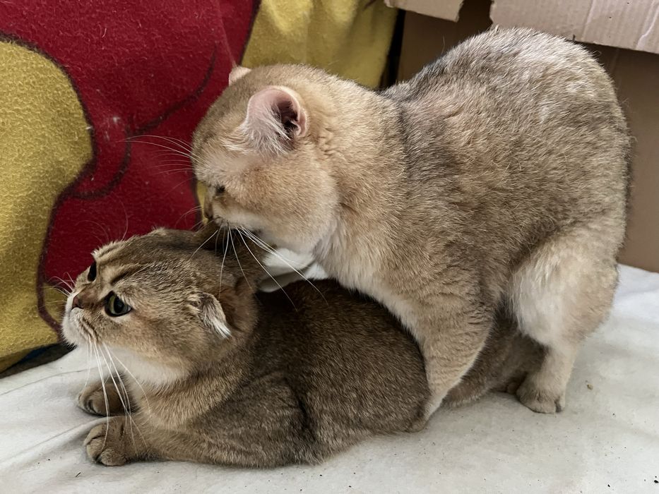 Вʼязка золота шиншила