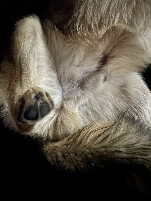 Замечен пес, Гагарина, зерновая