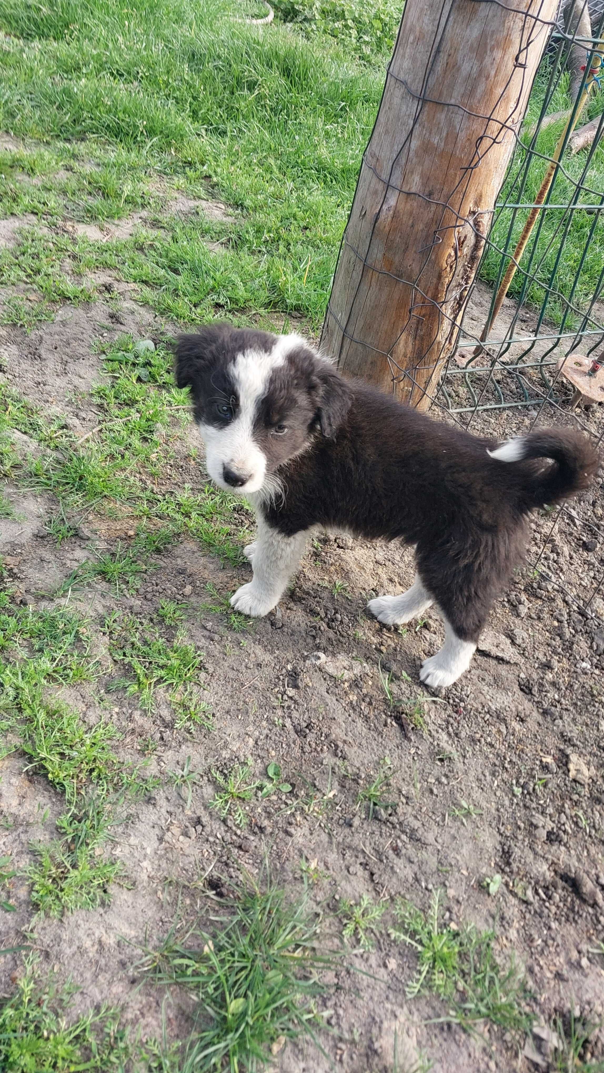 Szczeniak piesek border collie