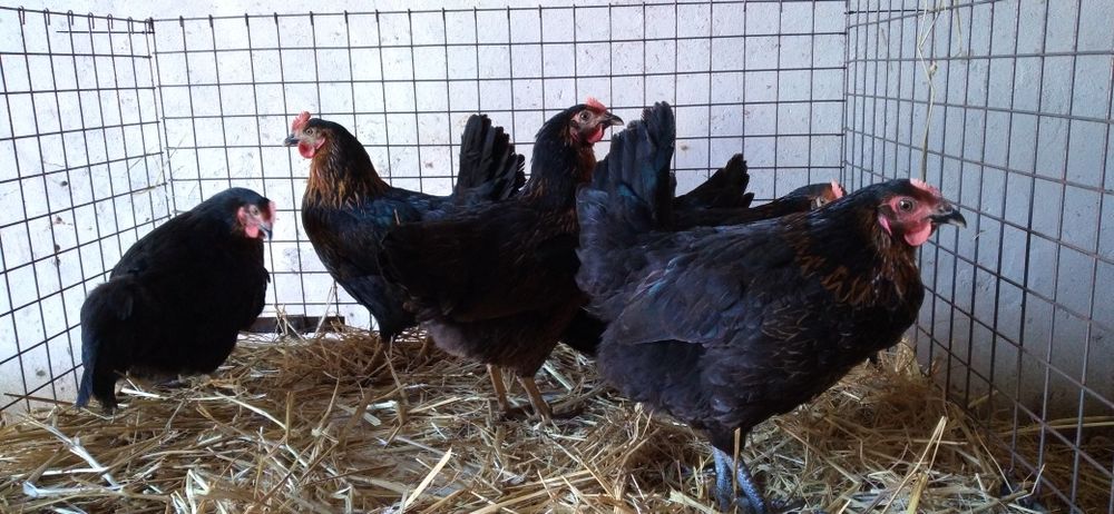 Nioski Rosa 24 tygodnie! Wysyłka od 10 sztuk.