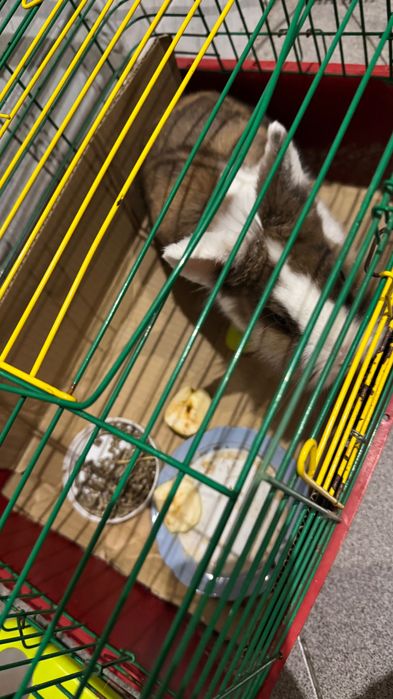 Продам домашнього кролика з кліткою