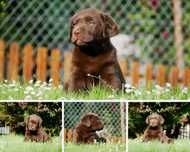 Labrador retriever. Czekoladowe. Ojciec i matka FCI.
