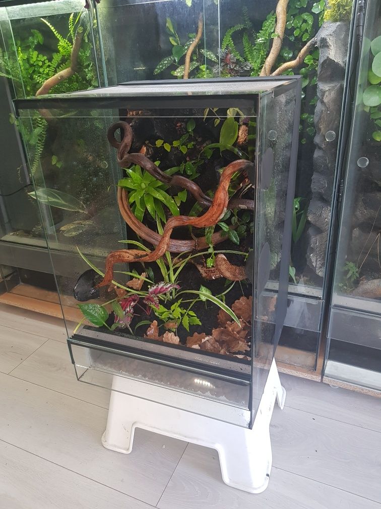 Terrarium gekon tropikalne