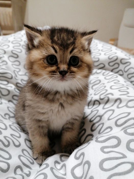 Gatinho British Shorthair Golden Shadded