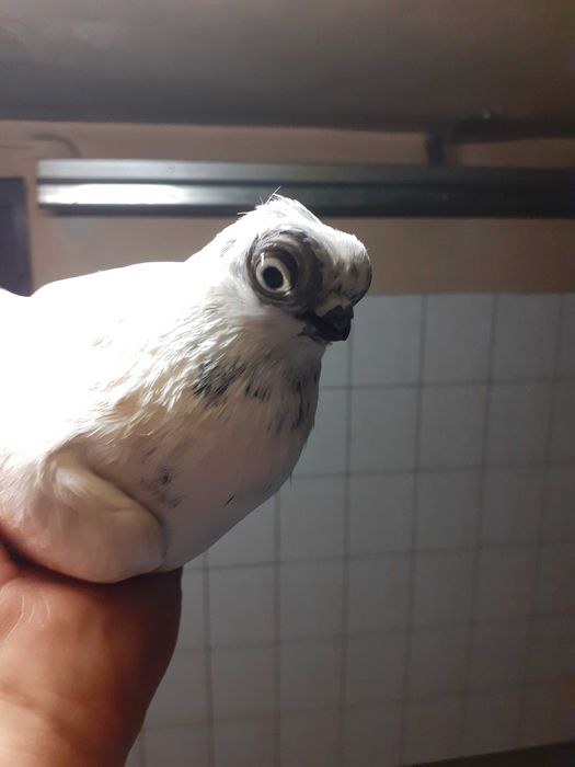 Gołębie Winery Szeki