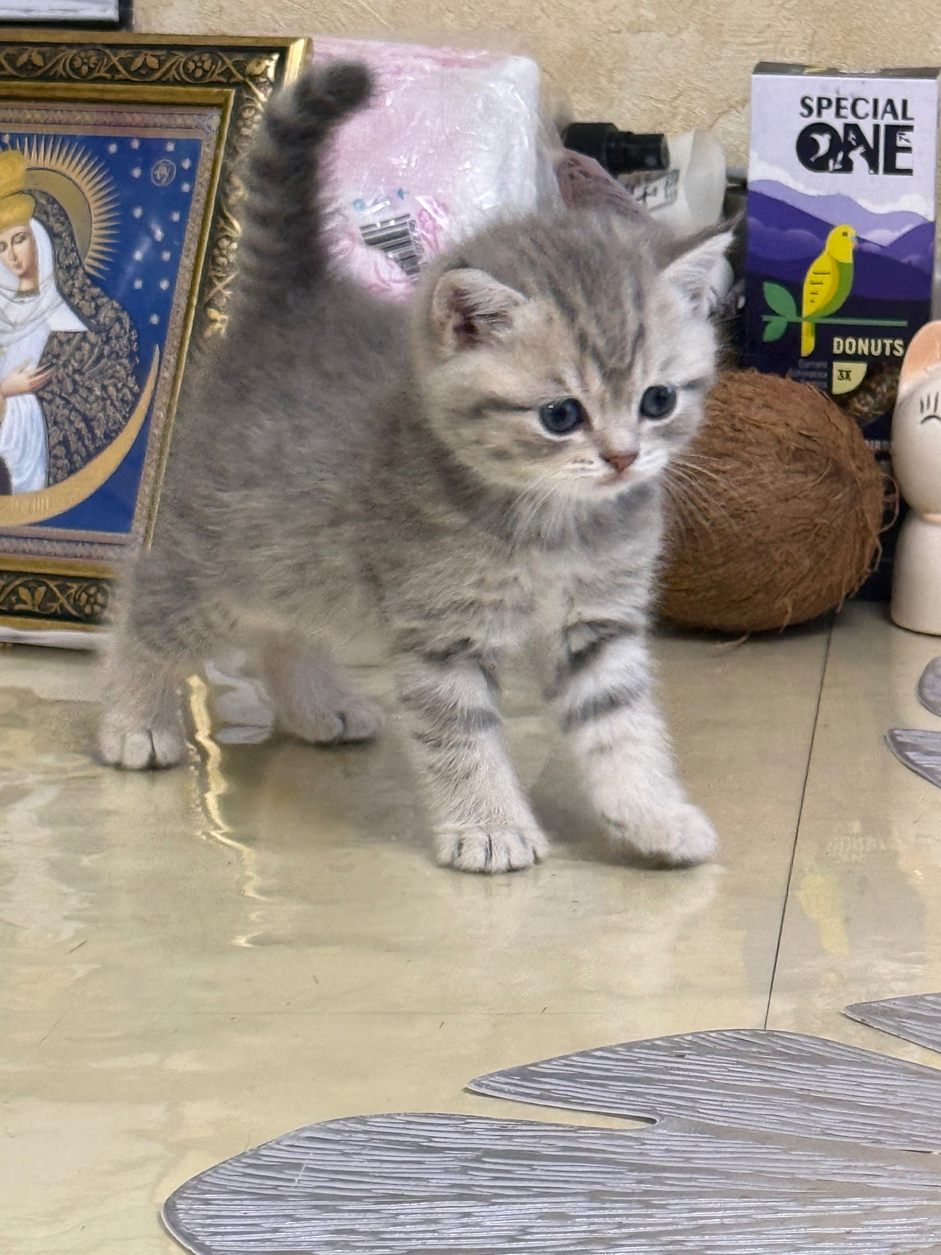 Шотландські кошенята