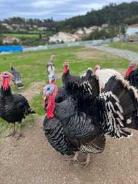 Perus/frangos/garnisos e ovos