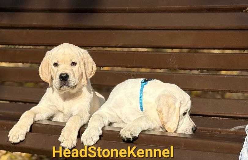 Лабрадор ретривер Щенки питомника