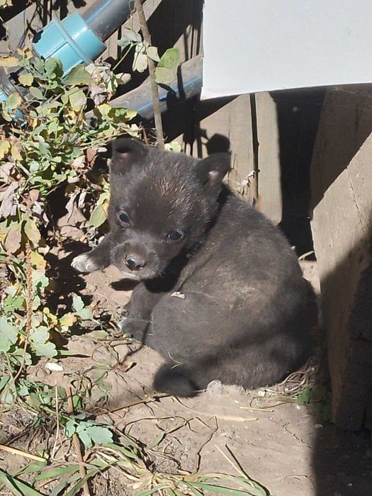 Цуценя колокольчик