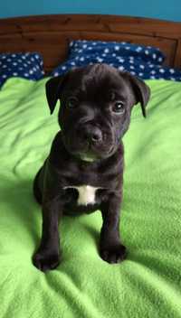 Staffordshire Bull Terrier