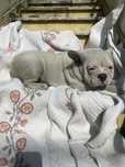 Bulldog frances femea. branca