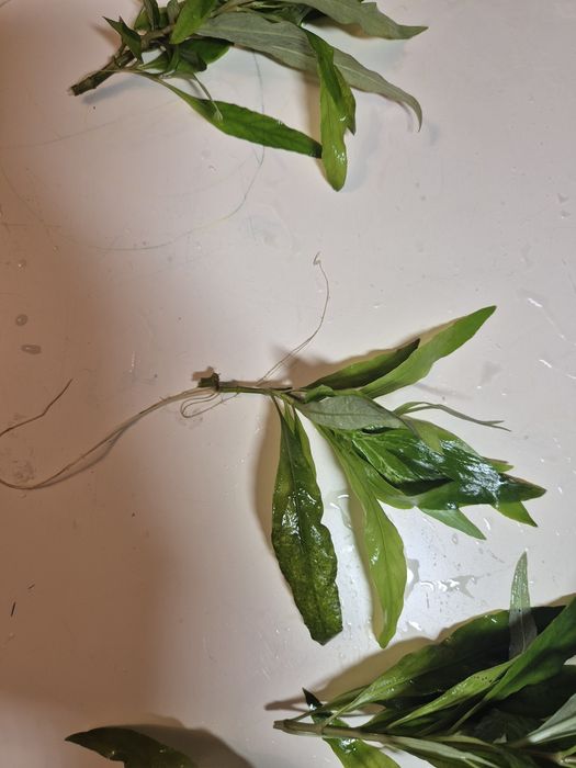 Rośliny akwariowe Hygrophilia Angustifolia