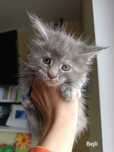 Kotka Maine coon