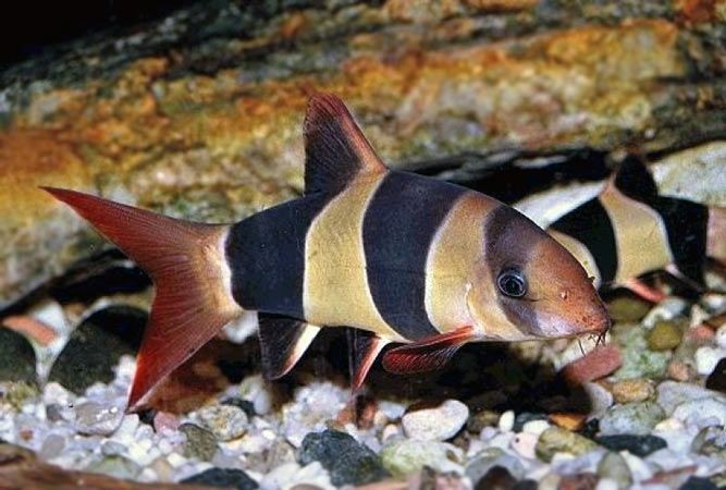 Bocja Wspaniała ok 4 cm.
