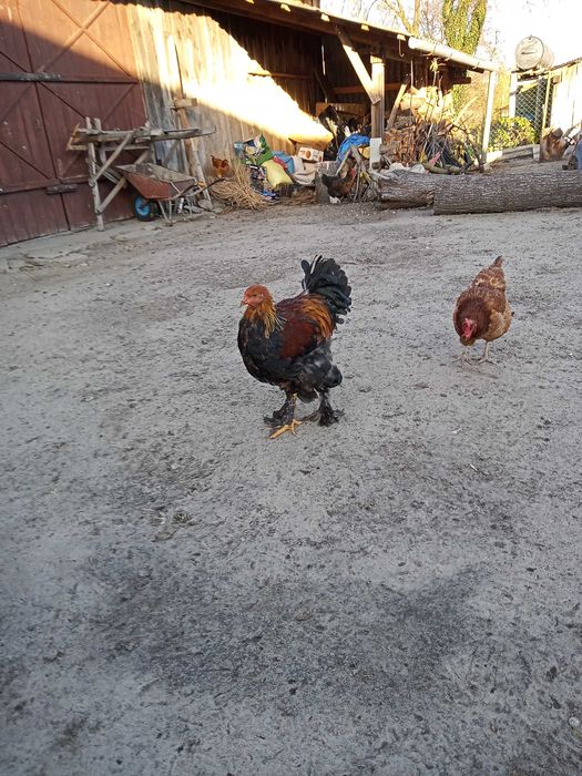 Sprzedam Koguty Brahma, Kochin, krzyżówka nioski