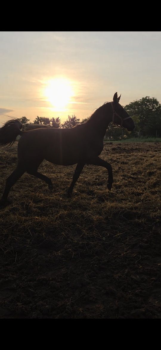 Klacz śląska Boderina