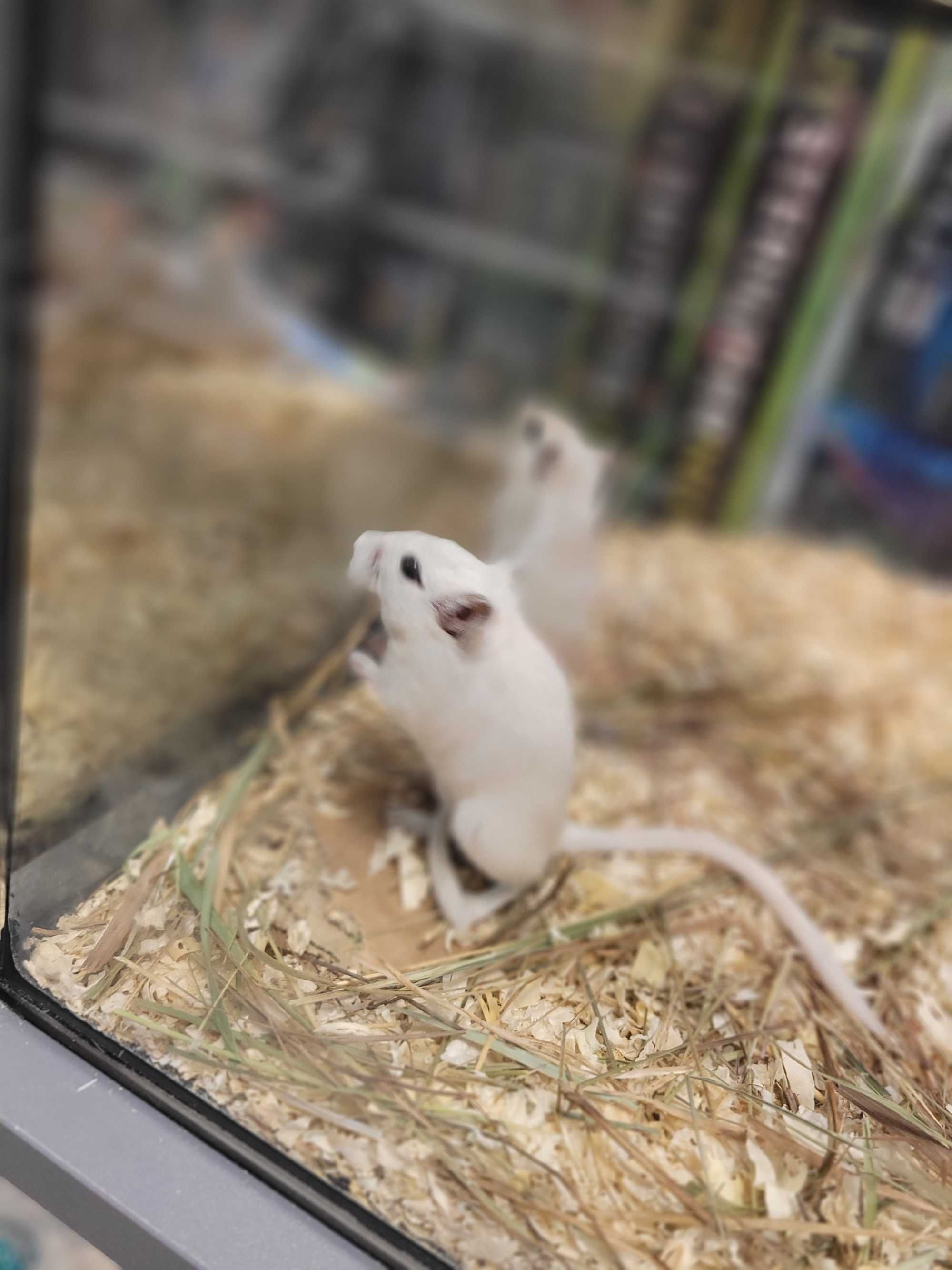 Myszoskoczek w PAWIK.PL sklep zoologiczny PAWIK.PL