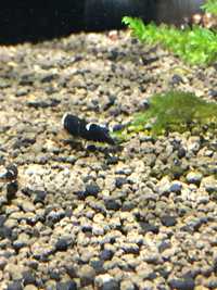 Krewetki caridina super crystal black