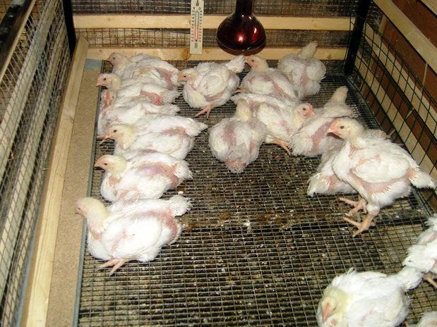 Бройлери,інші курчата,качки,гуси,індики,кури