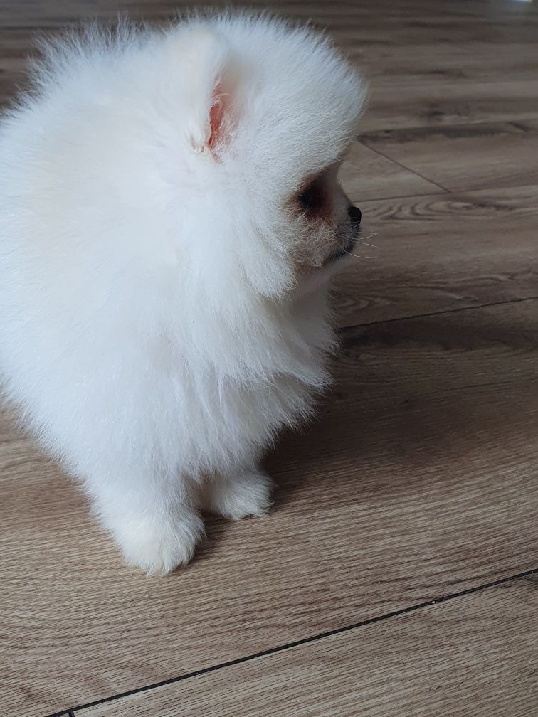 Szpic miniaturowy/Piękny bialy mis