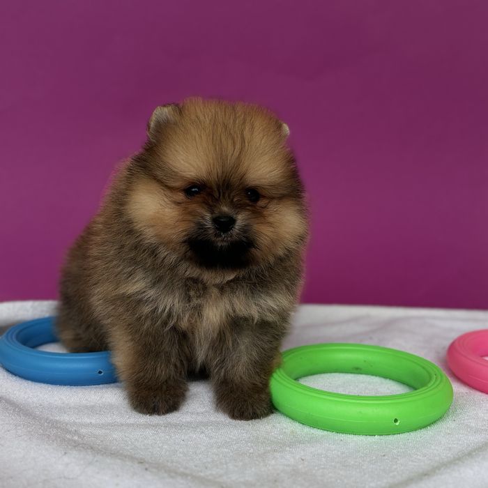 хлопчик тип ведмедика шоу классу