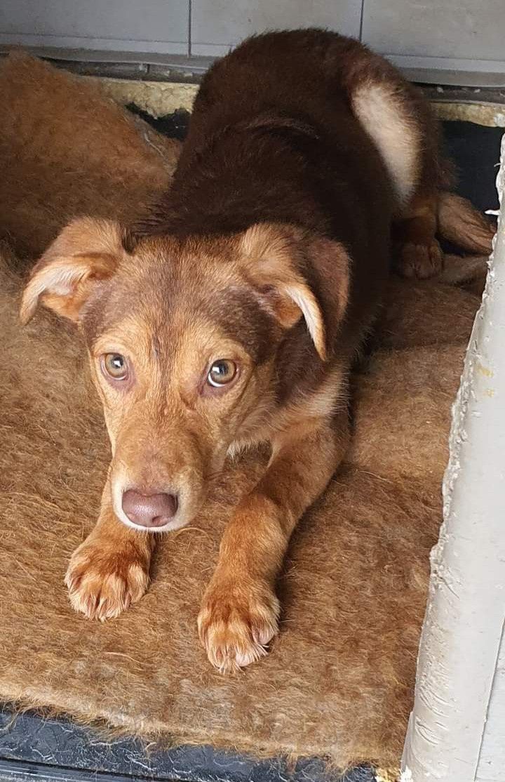 Xoia- cachorra jovem de porte pequeno para adoção