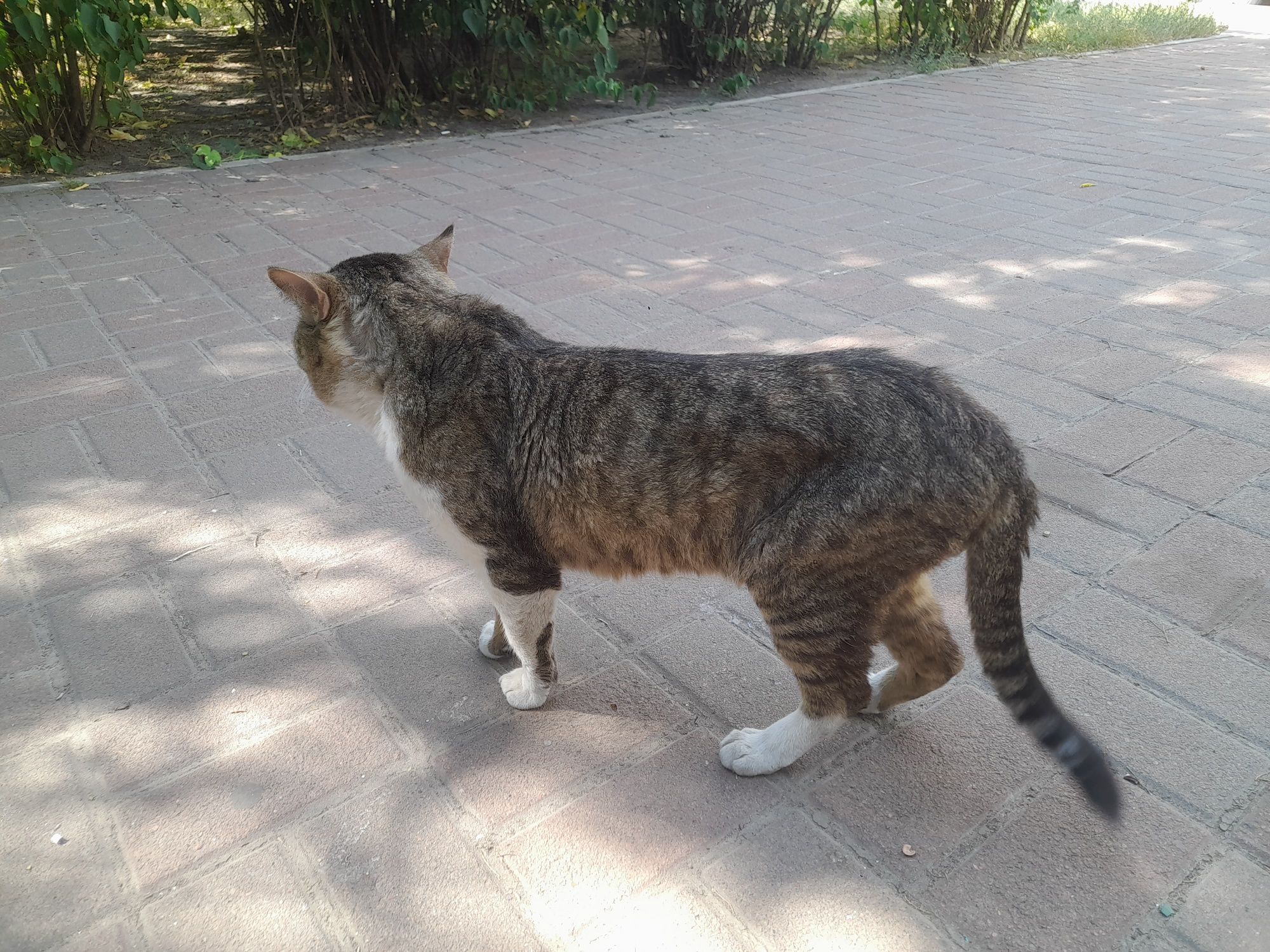 Бачила розкішног кота, м.Осокорки